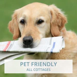 Pet Friendly Accommodation In Bray